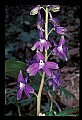 01030-00047-Blue or Purple Flowers-Delphinium.jpg