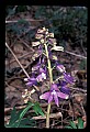 01030-00048-Blue or Purple Flowers-Delphinium.jpg