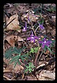 01030-00049-Blue or Purple Flowers-Delphinium.jpg