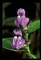 01030-00053-Blue or Purple Flowers-Hyssop Skullcap.jpg