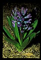 01030-00054-Blue or Purple Flowers-Grape Hyacynth.jpg