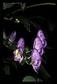 01030-00055-Blue or Purple Flowers-Monkshood.jpg