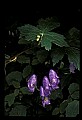 01030-00056-Blue or Purple Flowers-Monkshood.jpg