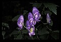 01030-00057-Blue or Purple Flowers-Monkshood.jpg