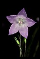 01030-00061-Blue or Purple Flowers-Harebell.jpg