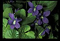 01030-00064-Blue or Purple Flowers-Common Purple Violets.jpg