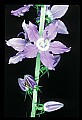 01030-00065-Blue or Purple Flowers-Tall Bellflower.jpg