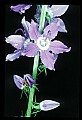 01030-00066-Blue or Purple Flowers-Tall Bellflower.jpg