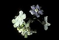 01030-00068-Blue or Purple Flowers-Wild Comfrey.jpg