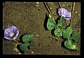 01030-00071-Blue or Purple Flowers-Ivy-leaved Morning Glory.jpg