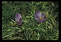 01030-00075-Blue or Purple Flowers-Purple Crocus.jpg