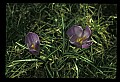 01030-00076-Blue or Purple Flowers-Purple Crocus.jpg