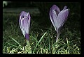 01030-00077-Blue or Purple Flowers-Purple Crocus.jpg