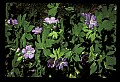 01030-00082-Blue or Purple Flowers-Wild Geranium.jpg