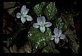 01030-00083-Blue or Purple Flowers-Selkirk's Violet.jpg