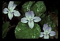01030-00085-Blue or Purple Flowers-Selkirk's Violet.jpg