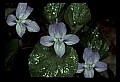 01030-00086-Blue or Purple Flowers-Selkirk's Violet.jpg