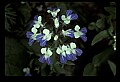 01030-00087-Blue or Purple Flowers-Blue-eyed Mary.jpg