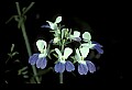 01030-00088-Blue or Purple Flowers-Blue-eyed Mary.jpg