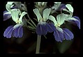01030-00090-Blue or Purple Flowers-Blue-eyed Mary.jpg