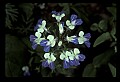 01030-00091-Blue or Purple Flowers-Blue-eyed Mary.jpg