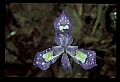 01030-00093-Blue or Purple Flowers-Dwarf Iris.jpg
