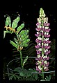 01030-00094-Blue or Purple Flowers-Garden Lupine.jpg