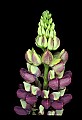 01030-00095-Blue or Purple Flowers-Garden Lupine.jpg