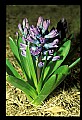 01030-00098-Blue or Purple Flowers-Grape Hyacynth.jpg