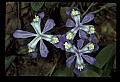 01030-00100-Blue or Purple Flowers-Dwarf Iris.jpg