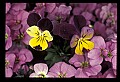 01030-00101-Blue or Purple Flowers-Pansy.jpg