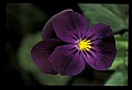 01030-00102-Blue or Purple Flowers-Pansy.jpg