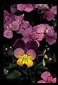01030-00103-Blue or Purple Flowers-Pansy.jpg