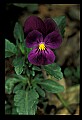 01030-00105-Blue or Purple Flowers-Pansy.jpg
