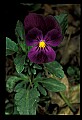 01030-00108-Blue or Purple Flowers-Pansy.jpg