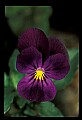 01030-00109-Blue or Purple Flowers-Pansy.jpg