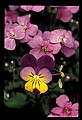 01030-00110-Blue or Purple Flowers-Pansy.jpg