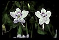 01030-00120-Blue or Purple Flowers-Selkirk's Violet.jpg