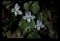 01030-00123-Blue or Purple Flowers-Selkirk's Violet.jpg