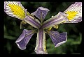 01030-00126-Blue or Purple Flowers-Dwarf-crested Iris.jpg