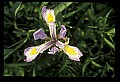 01030-00127-Blue or Purple Flowers-Dwarf-crested Iris.jpg