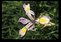 01030-00128-Blue or Purple Flowers-Dwarf-crested Iris.jpg