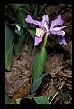 01030-00132-Blue or Purple Flowers-Dwarf-crested Iris.jpg