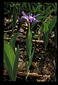 01030-00133-Blue or Purple Flowers-Dwarf-crested Iris.jpg