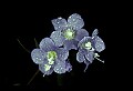 01030-00134-Blue or Purple Flowers-Greek Valerian.jpg