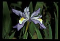 01030-00135-Blue or Purple Flowers-Dwarf-crested Iris.jpg
