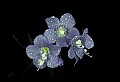 01030-00136-Blue or Purple Flowers-Greek Valerian.jpg