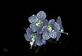 01030-00137-Blue or Purple Flowers-Greek Valerian.jpg