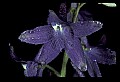 01030-00138-Blue or Purple Flowers-Delphinium.jpg