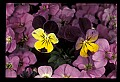 01030-00142-Blue or Purple Flowers-Pansy.jpg